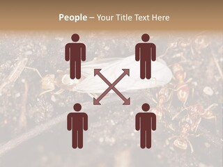 Close To Mould Detail PowerPoint Template