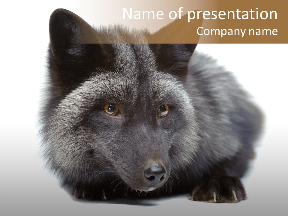 Wild Wild Animal White Background PowerPoint Template