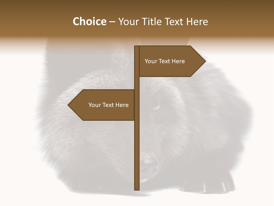 Wild Wild Animal White Background PowerPoint Template