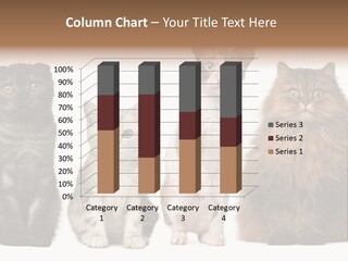 Domestic Companionship Dog PowerPoint Template