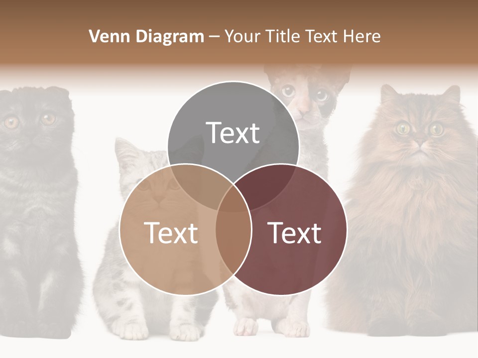 Domestic Companionship Dog PowerPoint Template