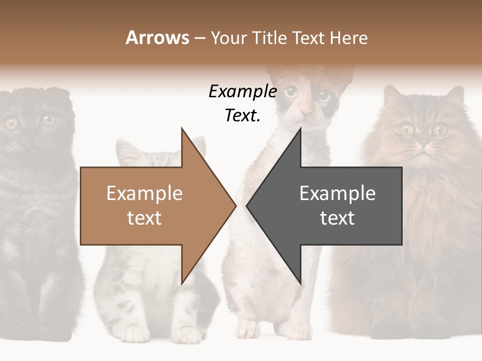 Domestic Companionship Dog PowerPoint Template