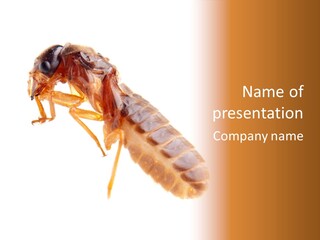 Bunch Macro Wing PowerPoint Template