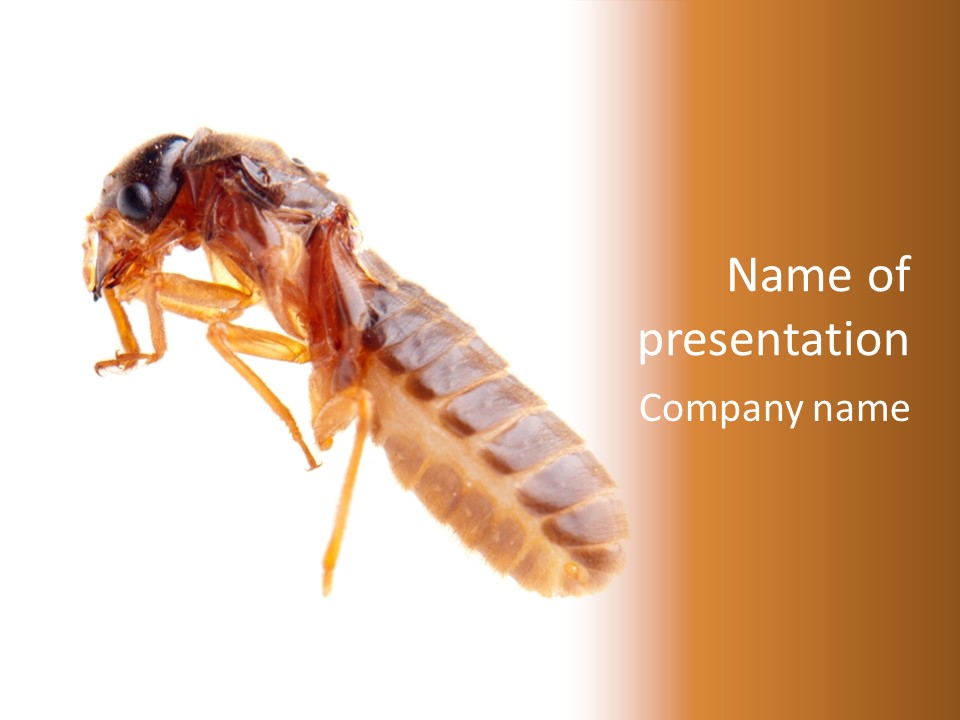 Bunch Macro Wing PowerPoint Template