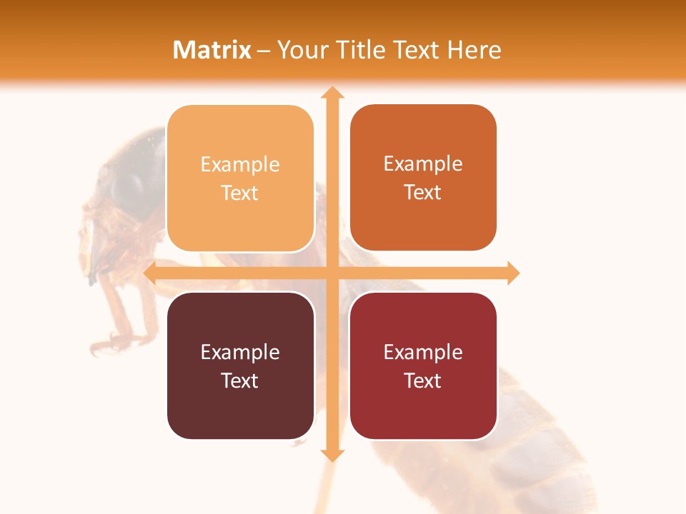 Bunch Macro Wing PowerPoint Template