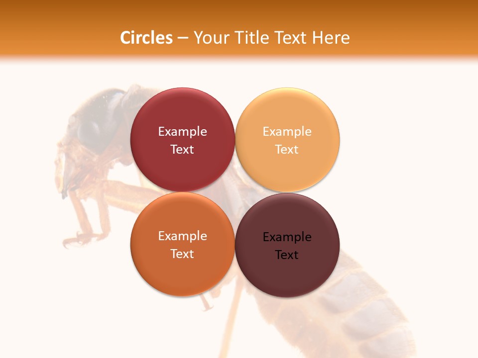 Bunch Macro Wing PowerPoint Template