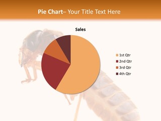 Bunch Macro Wing PowerPoint Template