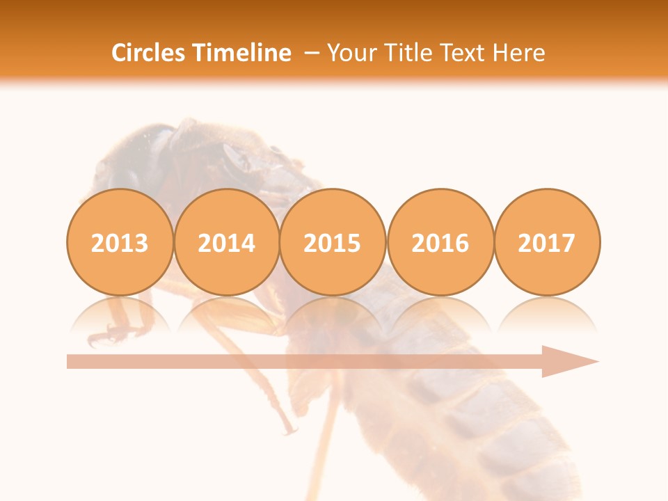 Bunch Macro Wing PowerPoint Template