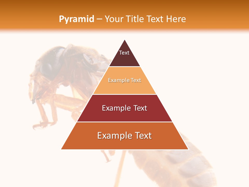 Bunch Macro Wing PowerPoint Template