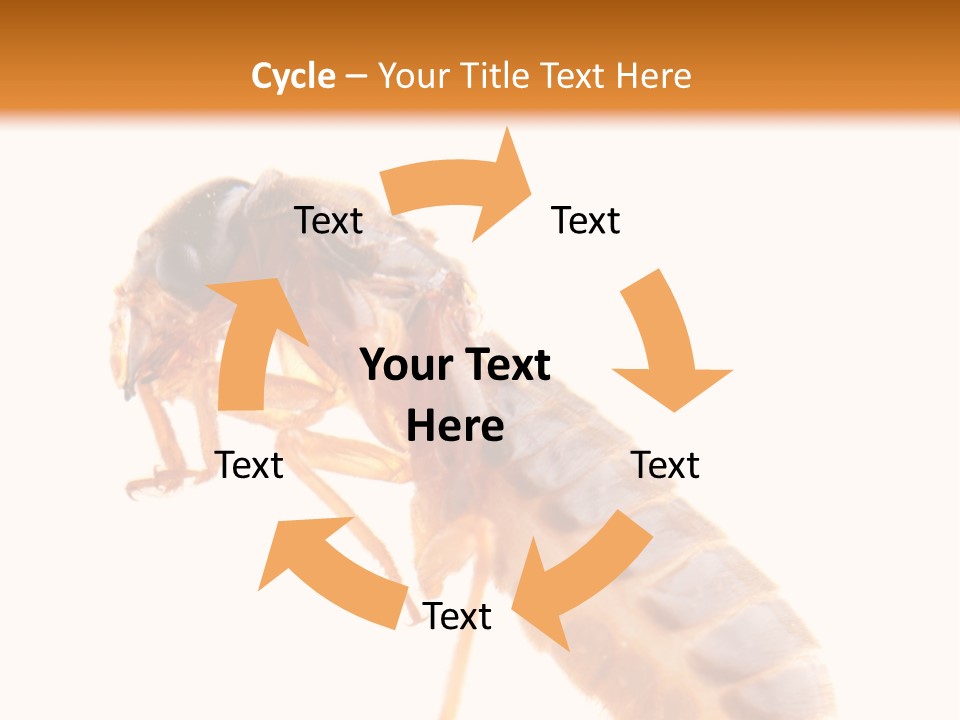 Bunch Macro Wing PowerPoint Template