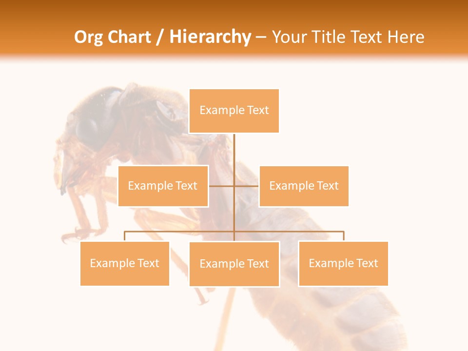 Bunch Macro Wing PowerPoint Template