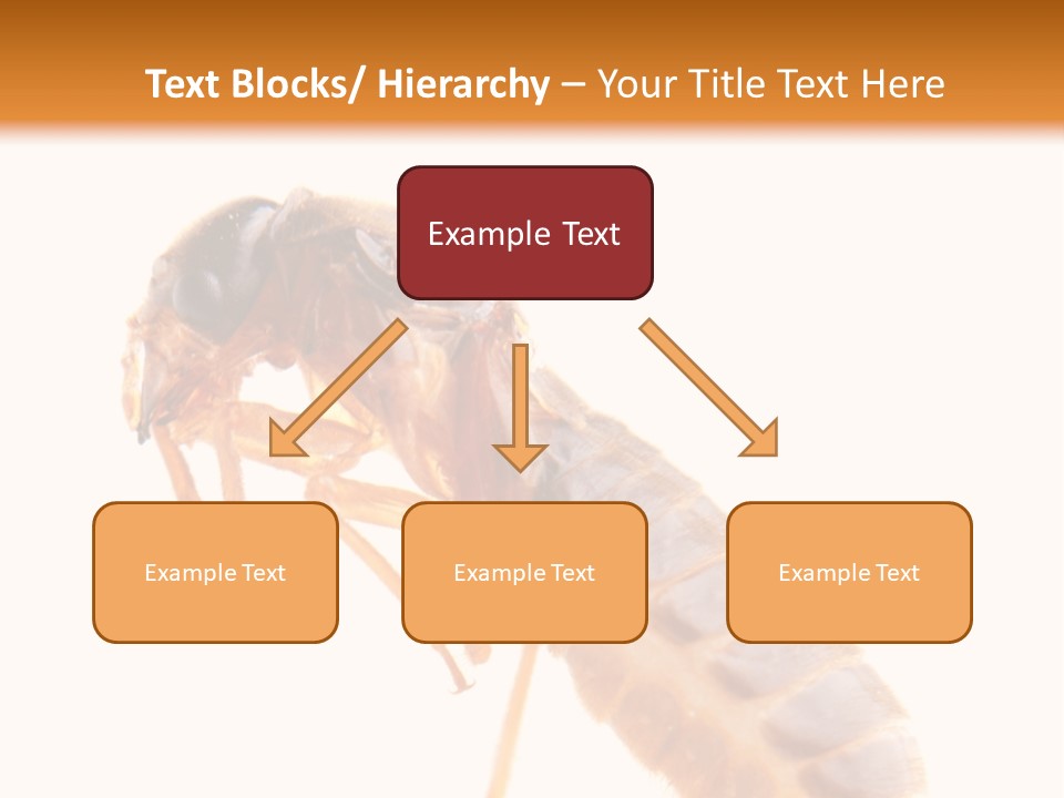 Bunch Macro Wing PowerPoint Template