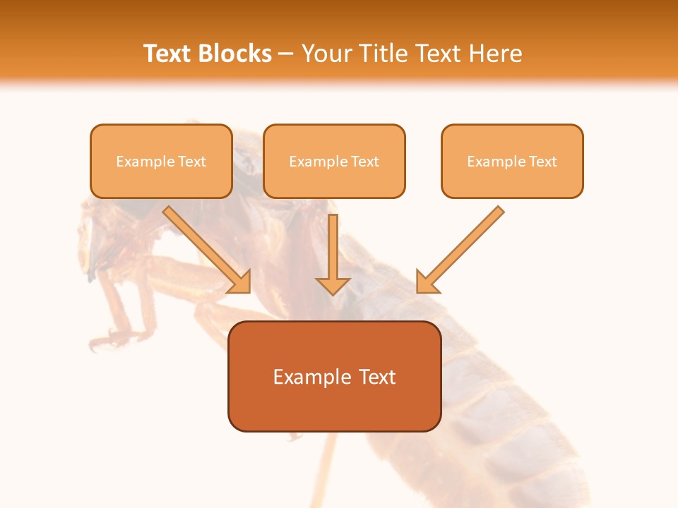 Bunch Macro Wing PowerPoint Template