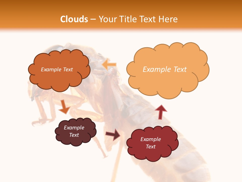 Bunch Macro Wing PowerPoint Template