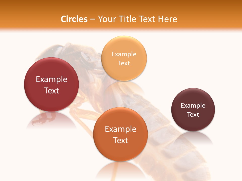 Bunch Macro Wing PowerPoint Template