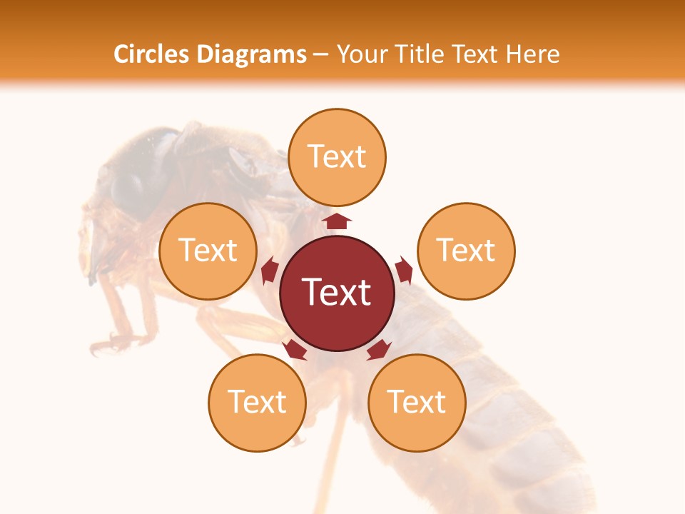 Bunch Macro Wing PowerPoint Template