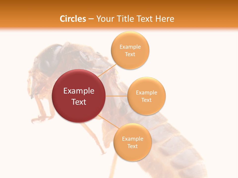 Bunch Macro Wing PowerPoint Template