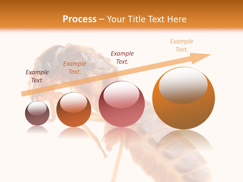 Bunch Macro Wing PowerPoint Template