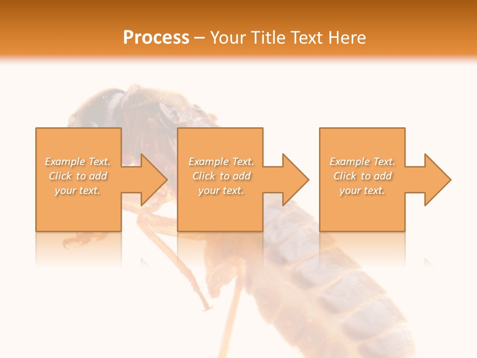 Bunch Macro Wing PowerPoint Template