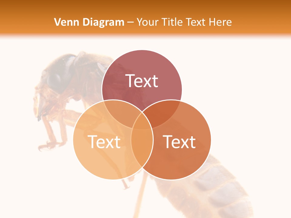 Bunch Macro Wing PowerPoint Template