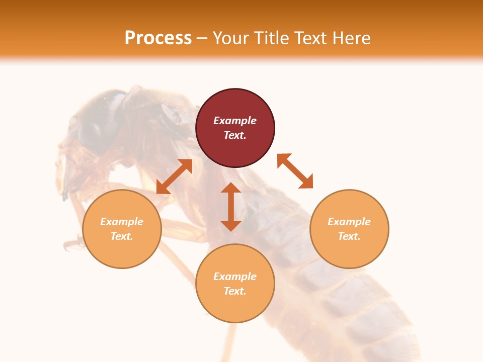 Bunch Macro Wing PowerPoint Template
