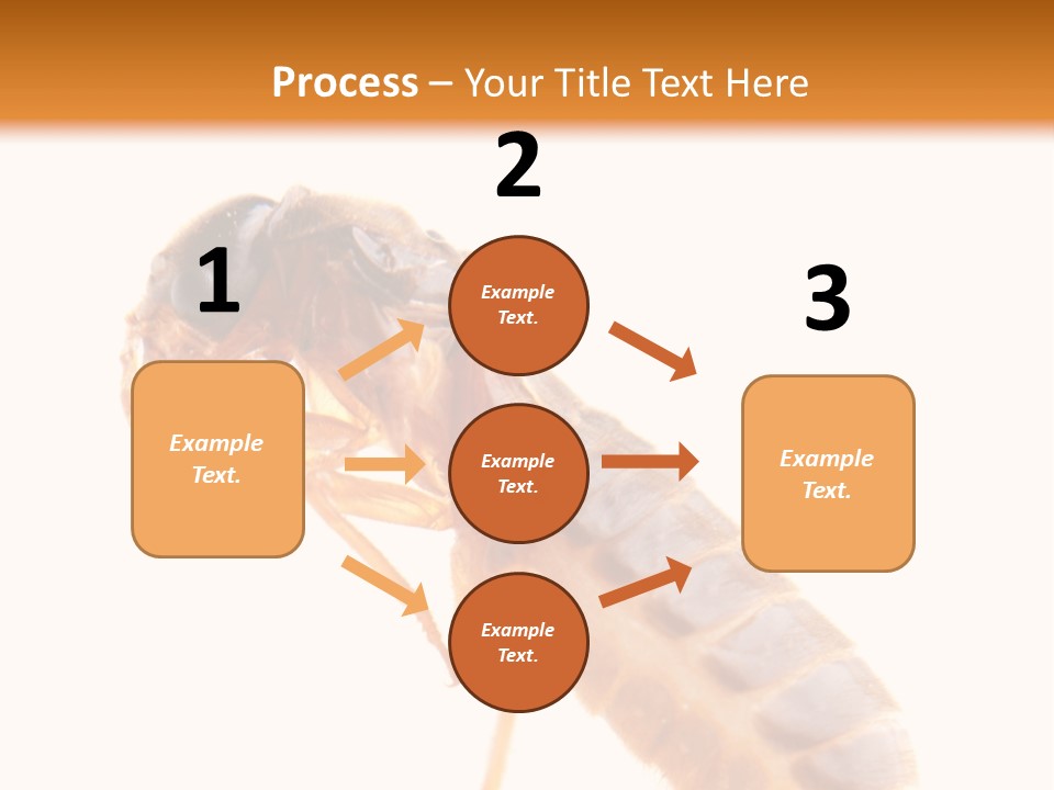 Bunch Macro Wing PowerPoint Template