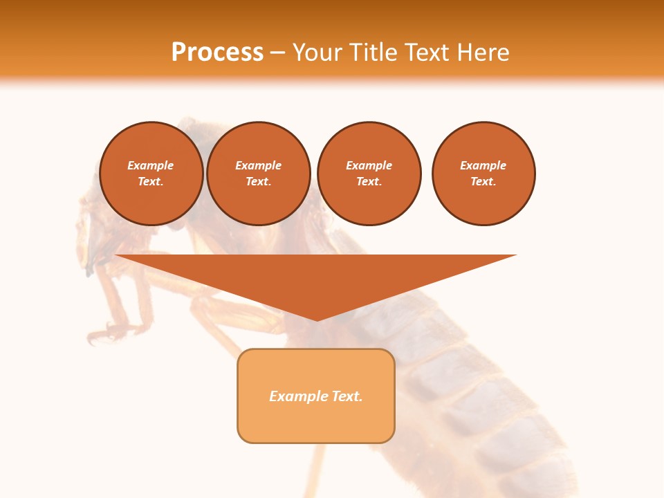 Bunch Macro Wing PowerPoint Template