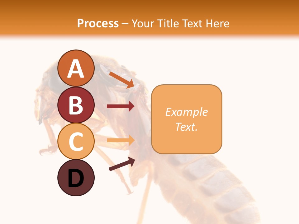 Bunch Macro Wing PowerPoint Template