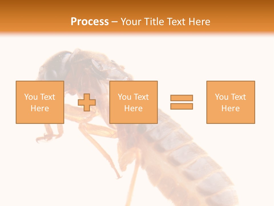 Bunch Macro Wing PowerPoint Template