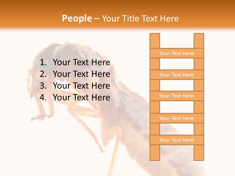 Bunch Macro Wing PowerPoint Template