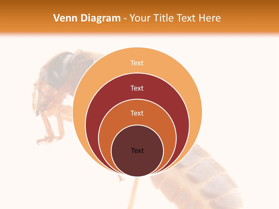 Bunch Macro Wing PowerPoint Template