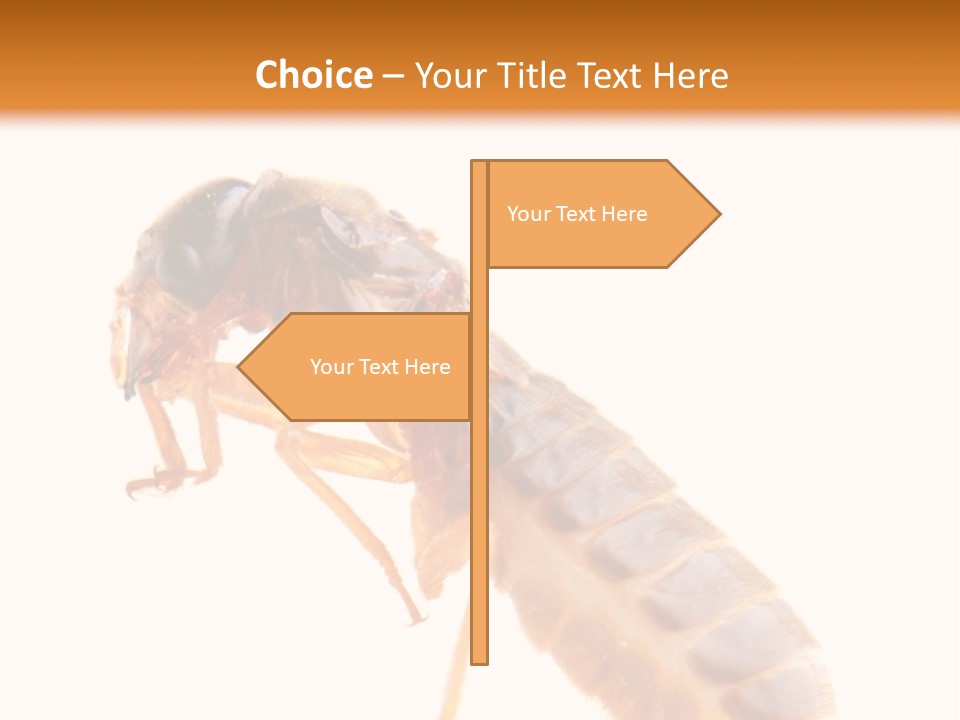 Bunch Macro Wing PowerPoint Template