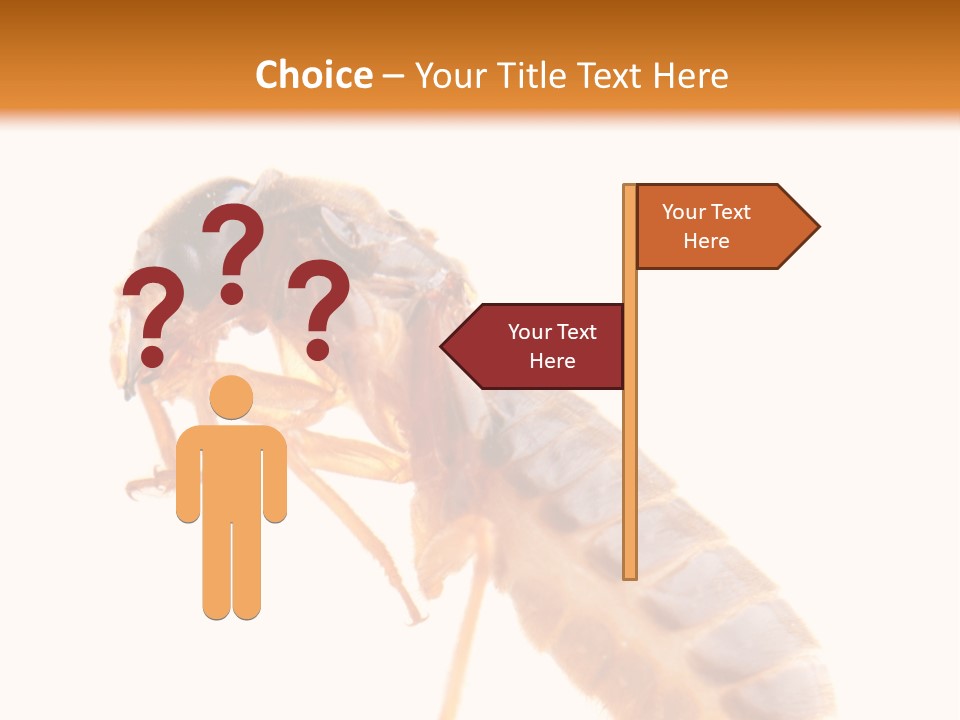 Bunch Macro Wing PowerPoint Template