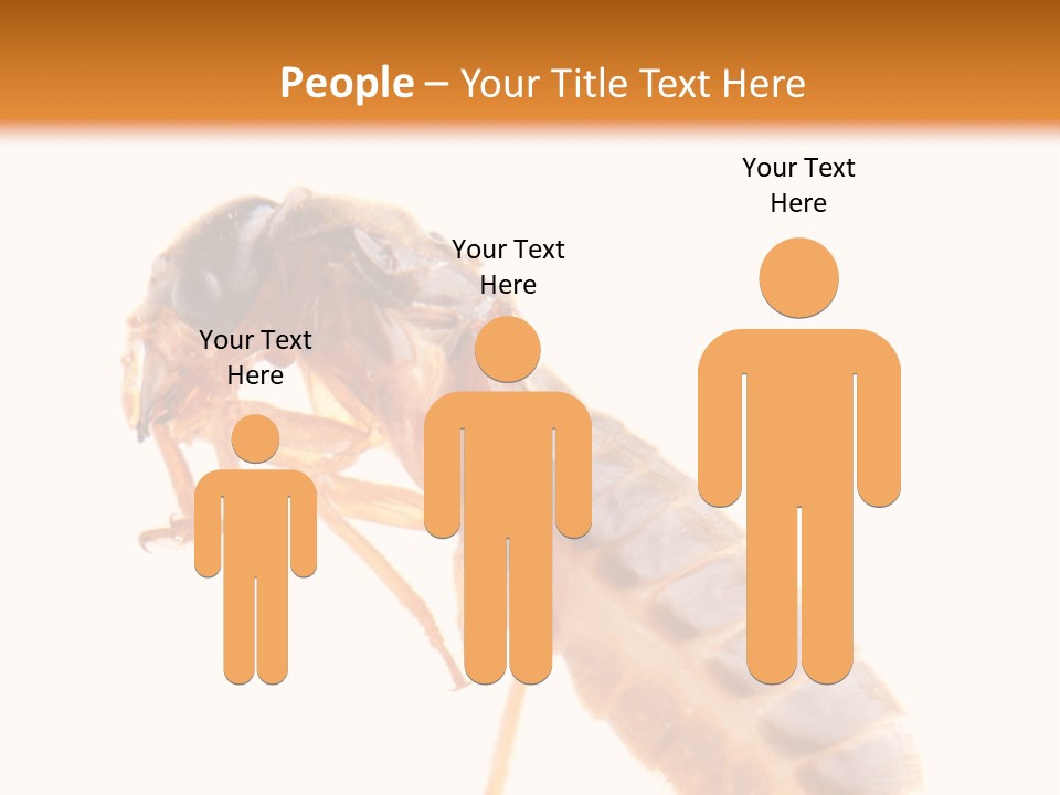 Bunch Macro Wing PowerPoint Template