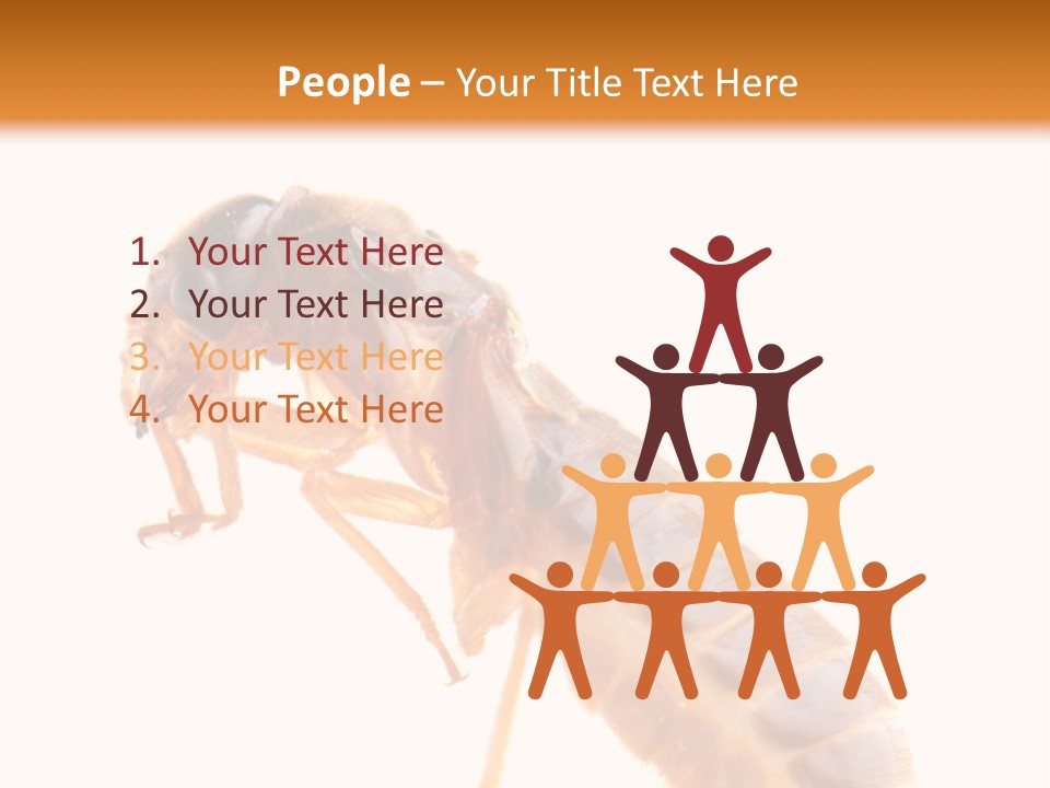 Bunch Macro Wing PowerPoint Template