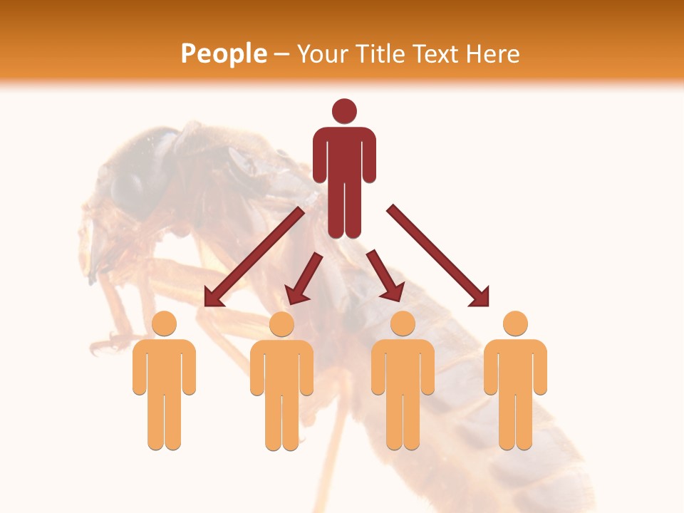 Bunch Macro Wing PowerPoint Template