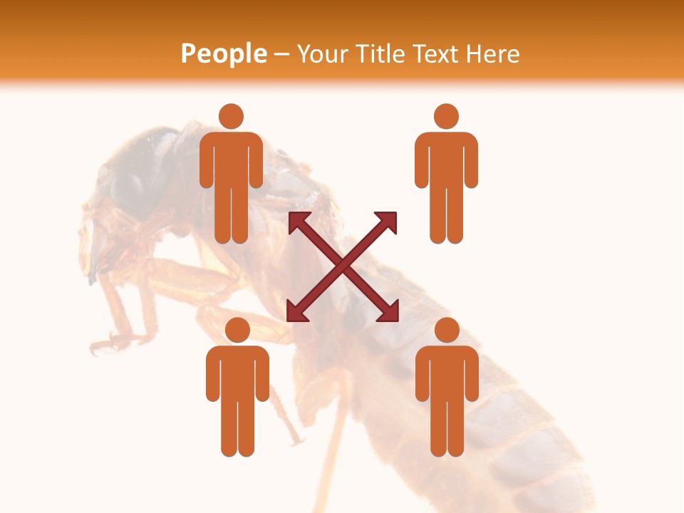 Bunch Macro Wing PowerPoint Template