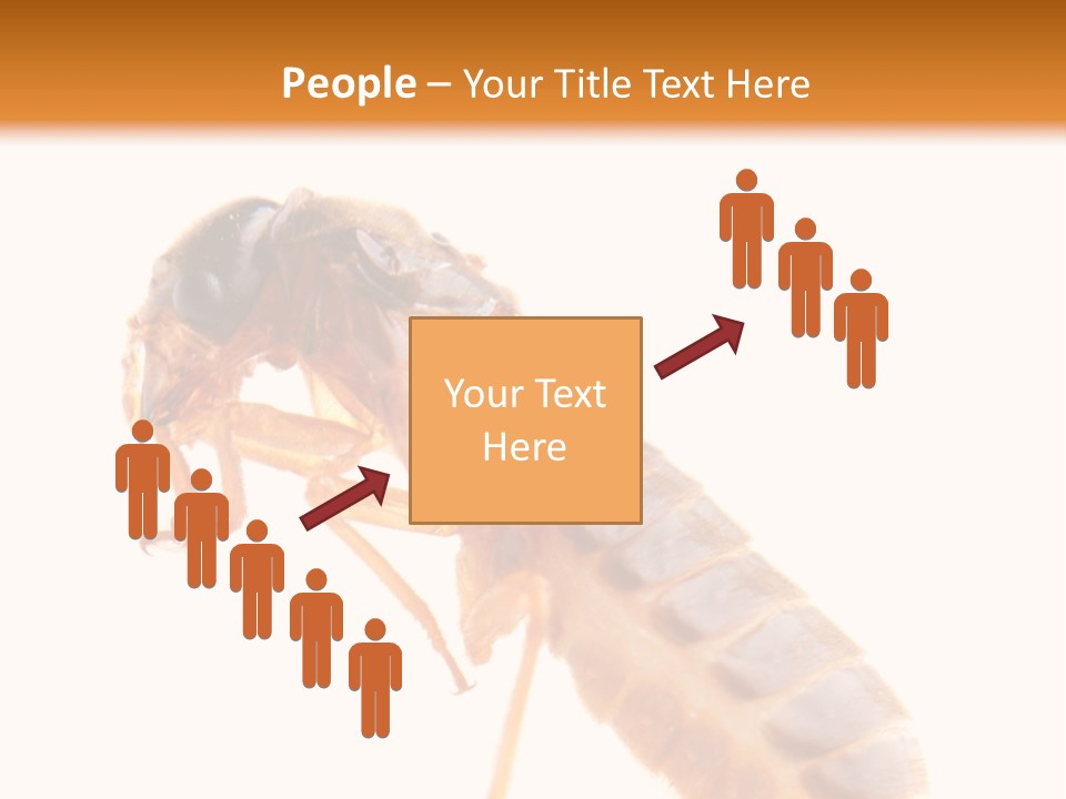 Bunch Macro Wing PowerPoint Template