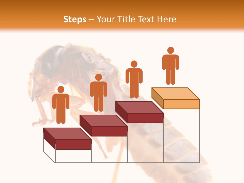 Bunch Macro Wing PowerPoint Template
