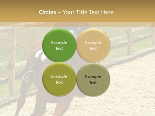 Bridle Gallop Adorable PowerPoint Template