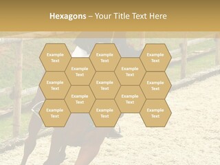 Bridle Gallop Adorable PowerPoint Template