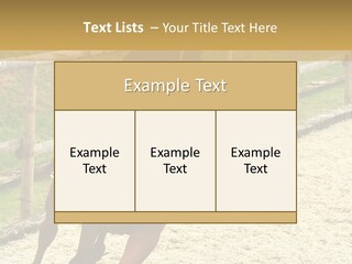 Bridle Gallop Adorable PowerPoint Template