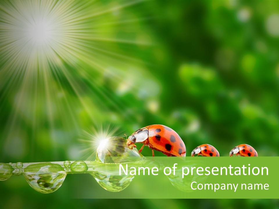 Insect Closeup Spring PowerPoint Template