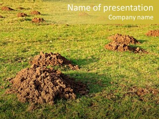 Cavity Danger Grass PowerPoint Template