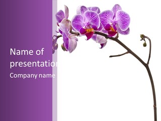 Orchid Plant Twinkle PowerPoint Template