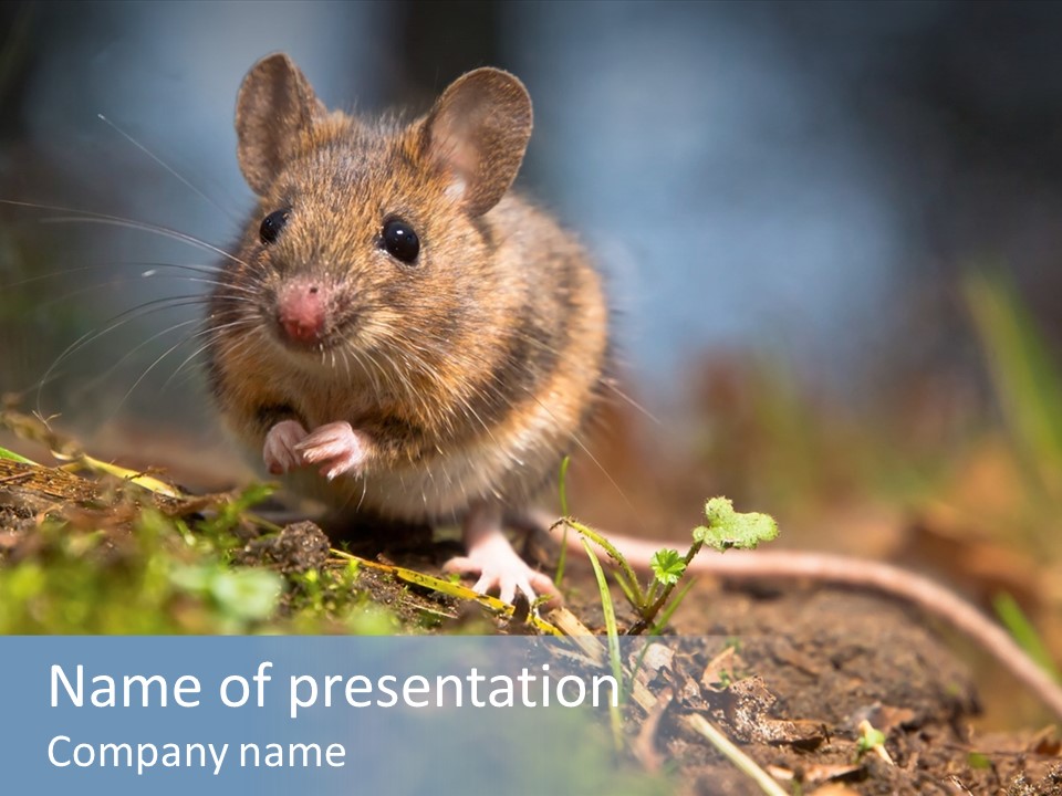 Fauna Closeup Animal PowerPoint Template