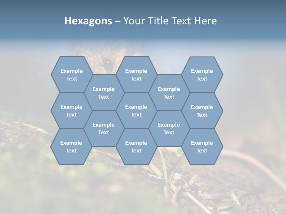 Fauna Closeup Animal PowerPoint Template