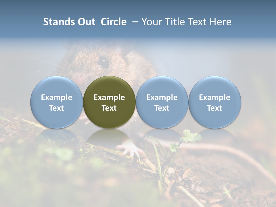 Fauna Closeup Animal PowerPoint Template