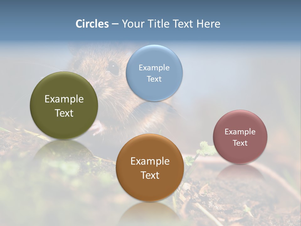 Fauna Closeup Animal PowerPoint Template