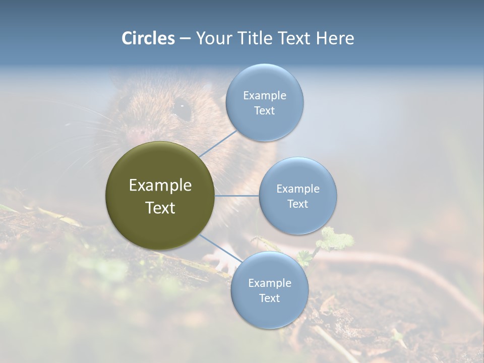 Fauna Closeup Animal PowerPoint Template